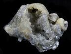 Fossil Whelk with Golden Calcite Crystals - #34336-1